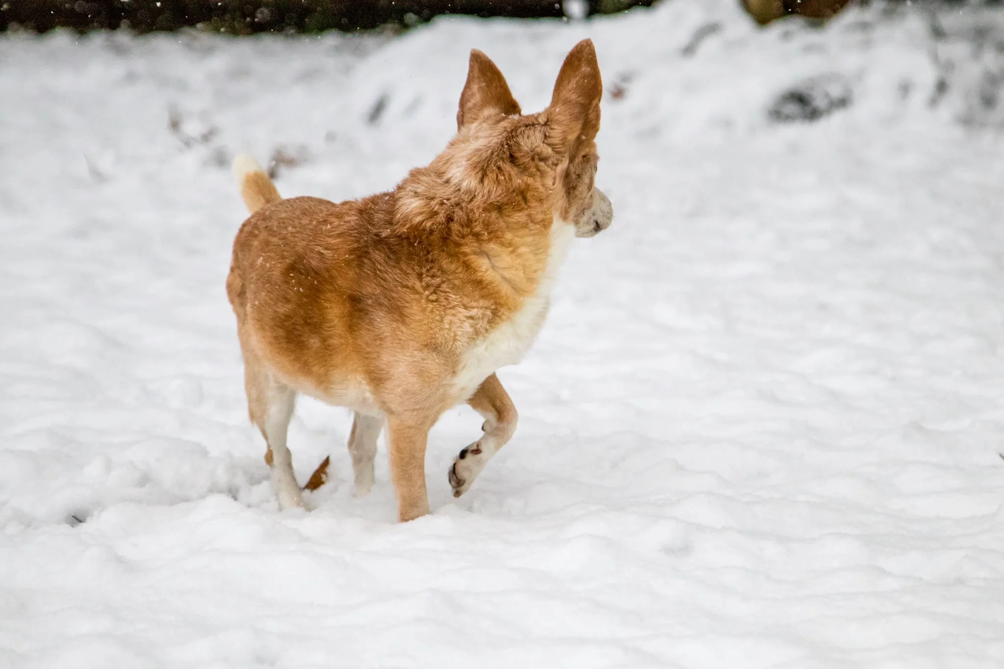 About Our Certified Dog Trainer — Faithfully Yours Dog Training Jackson, MS