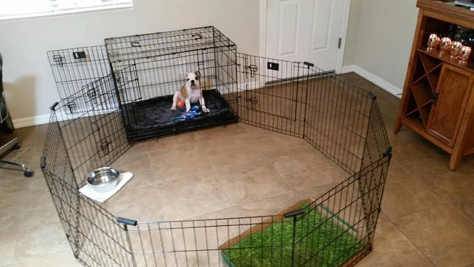 5 Ideas to Make Your Puppy's Setup Amazing — Faithfully Yours Dog