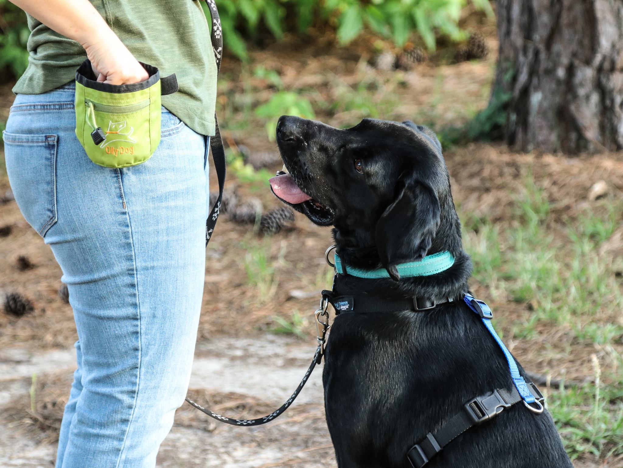 Faithfully Yours Dog Training - Jackson, MS Dog Training & Dog Behavior
