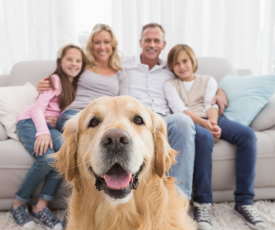 Introducing A New Dog Into Your Home — Faithfully Yours Dog Training ...