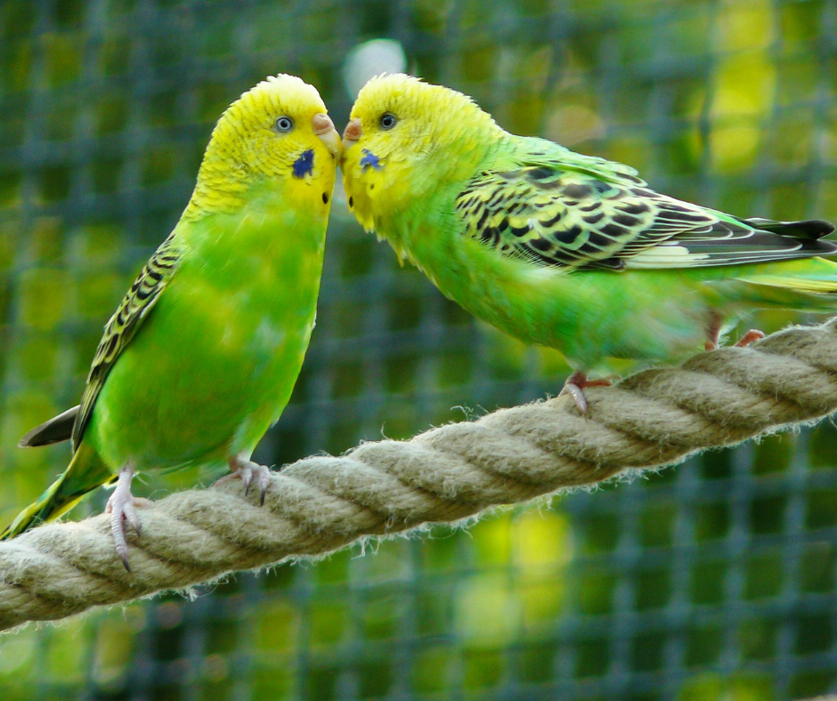 Green Birds Aren't Really Green - JSTOR Daily