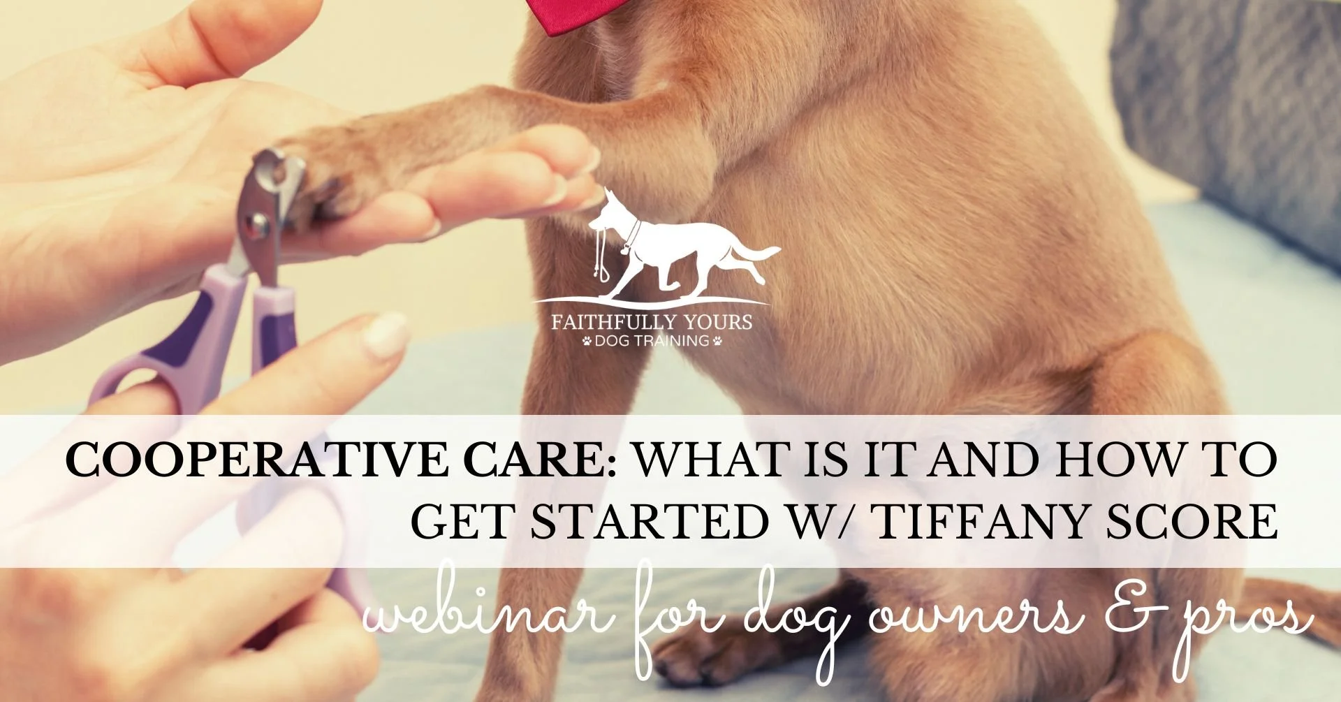 Faithfully Yours Dog Training Target Market Cooperative Care: What Is It and How to Get Started w/ Tiffany Score
