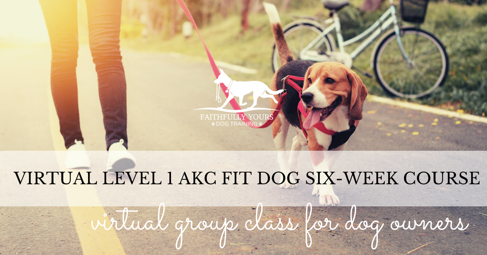 Faithfully Yours Dog Training Target Market AKC FIT DOG Level 1 Virtual Group Class Six-Week Course Starts