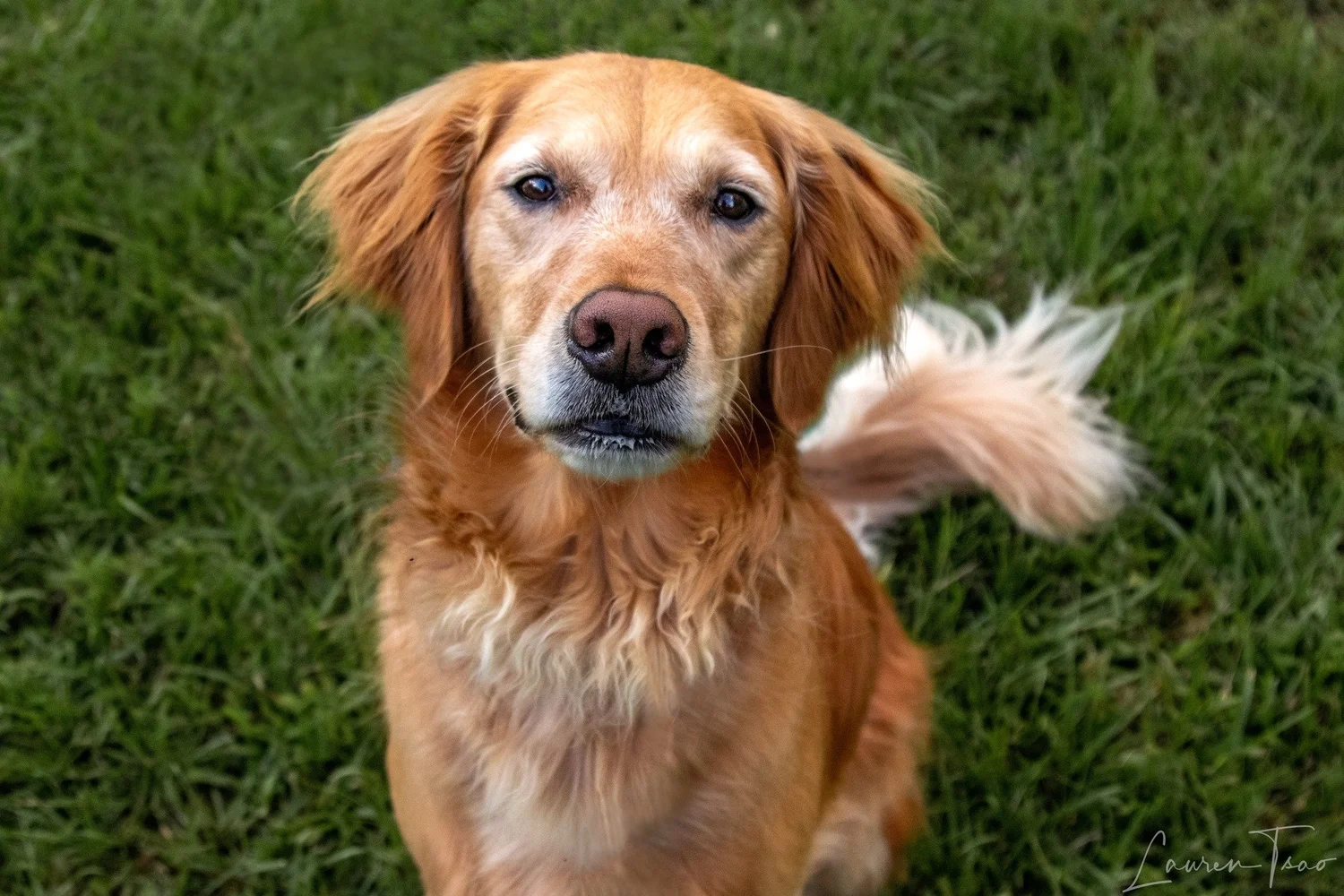 Faithfully Yours Dog Training | Jackson, MS