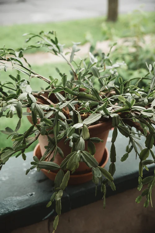 How To Repot A Christmas Cactus The Heirloom Lady