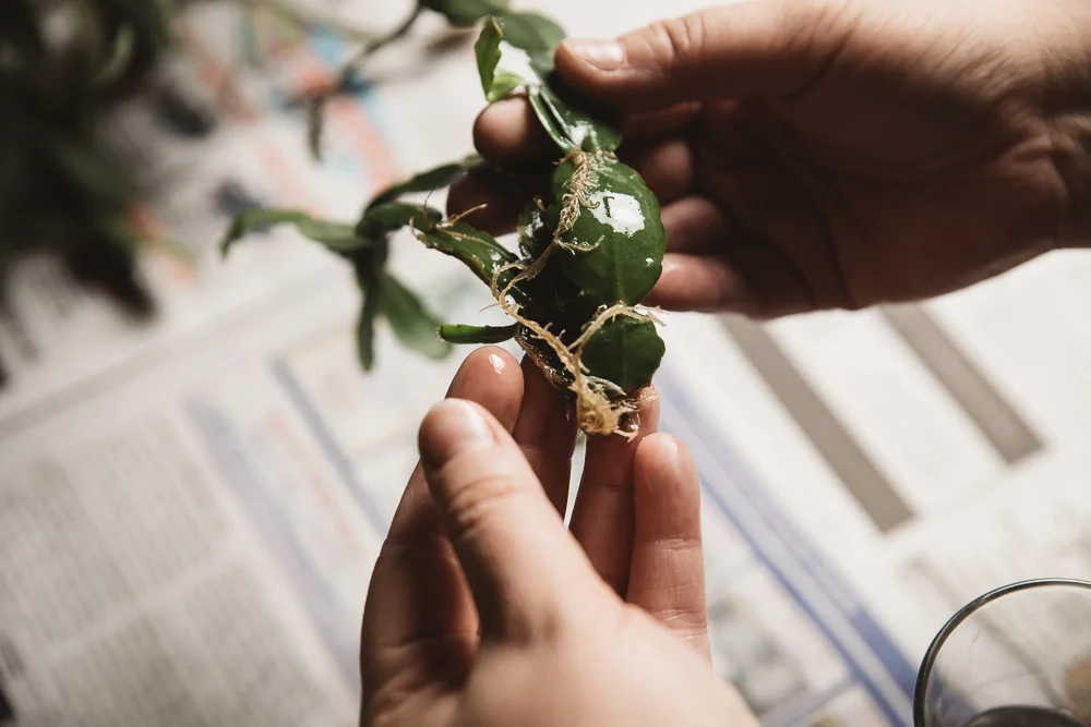 How to Repot a Christmas Cactus — The Heirloom Lady