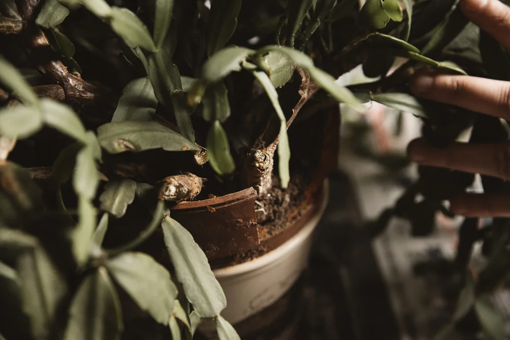 How to Repot a Christmas Cactus — The Heirloom Lady