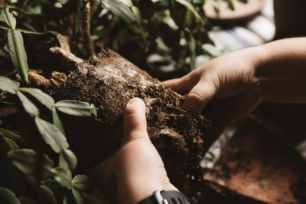 How to Repot a Christmas Cactus — The Heirloom Lady