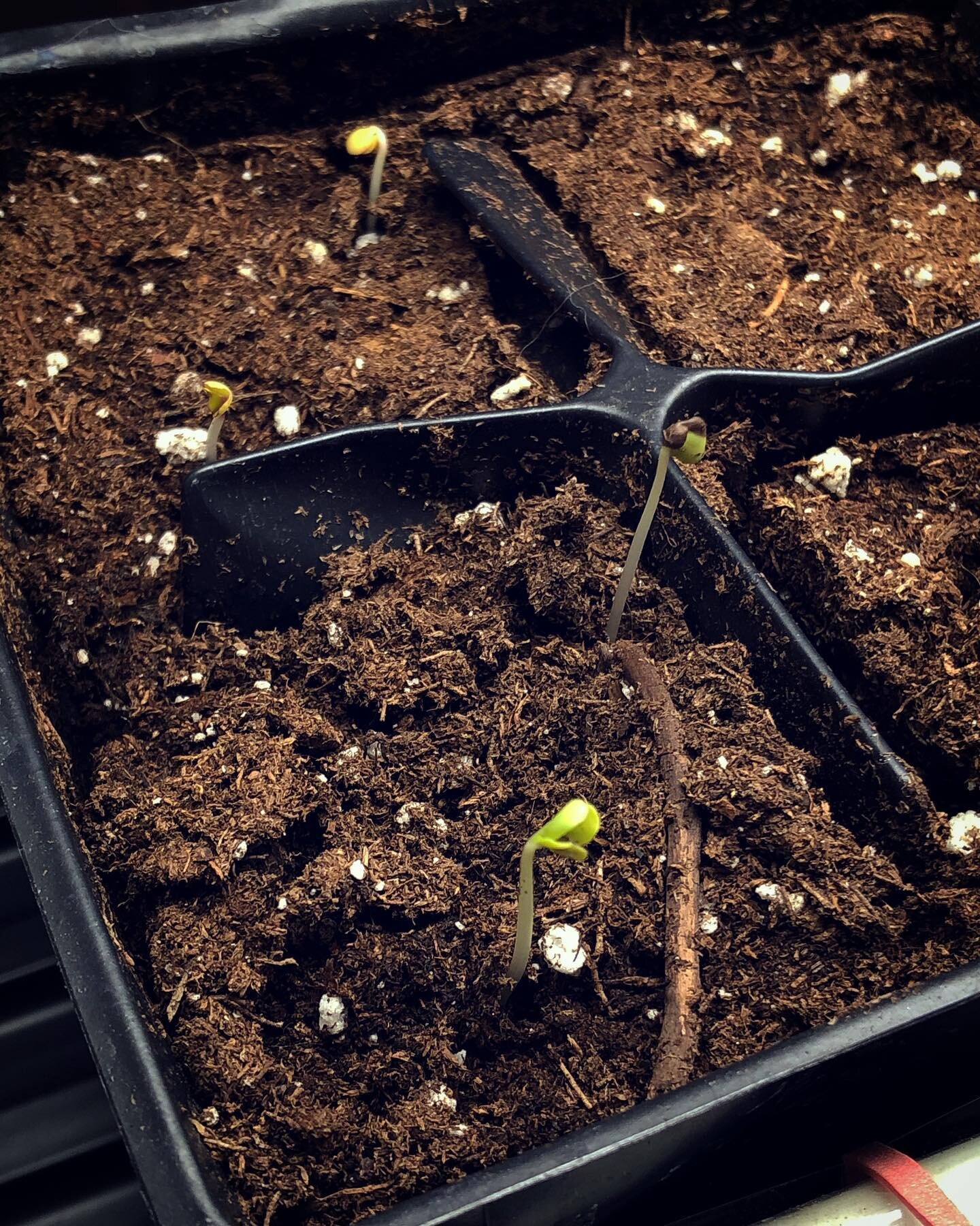 I plopped these babes in soil on Sunday afternoon and decided to check on them today thinking I&rsquo;d just see some damp soil. Ha! 
 
 
To my surprise, the cabbage, broccoli, cauliflower, and marigolds are already under a grow light...ready to be b