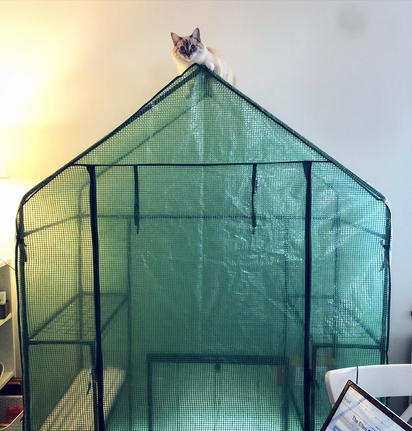 We set up a cute little indoor greenhouse for seed starting this year to free up our dining room table and, most importantly, to keep our cat, Rinella, from destroying them. 

As you can see, it&rsquo;s doing its job and she&rsquo;s doing hers, being