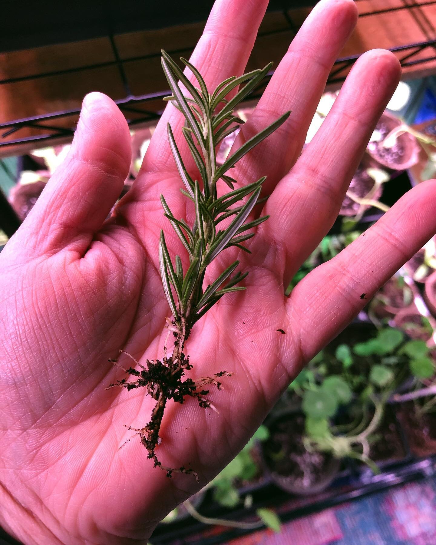 Totes #rooted some of the #rosemary that I had leftover from a @hellofresh meal! 😎

Do people still use &ldquo;totes?&rdquo; I&rsquo;d hate to lose that along with my skinnies and side part. 😂