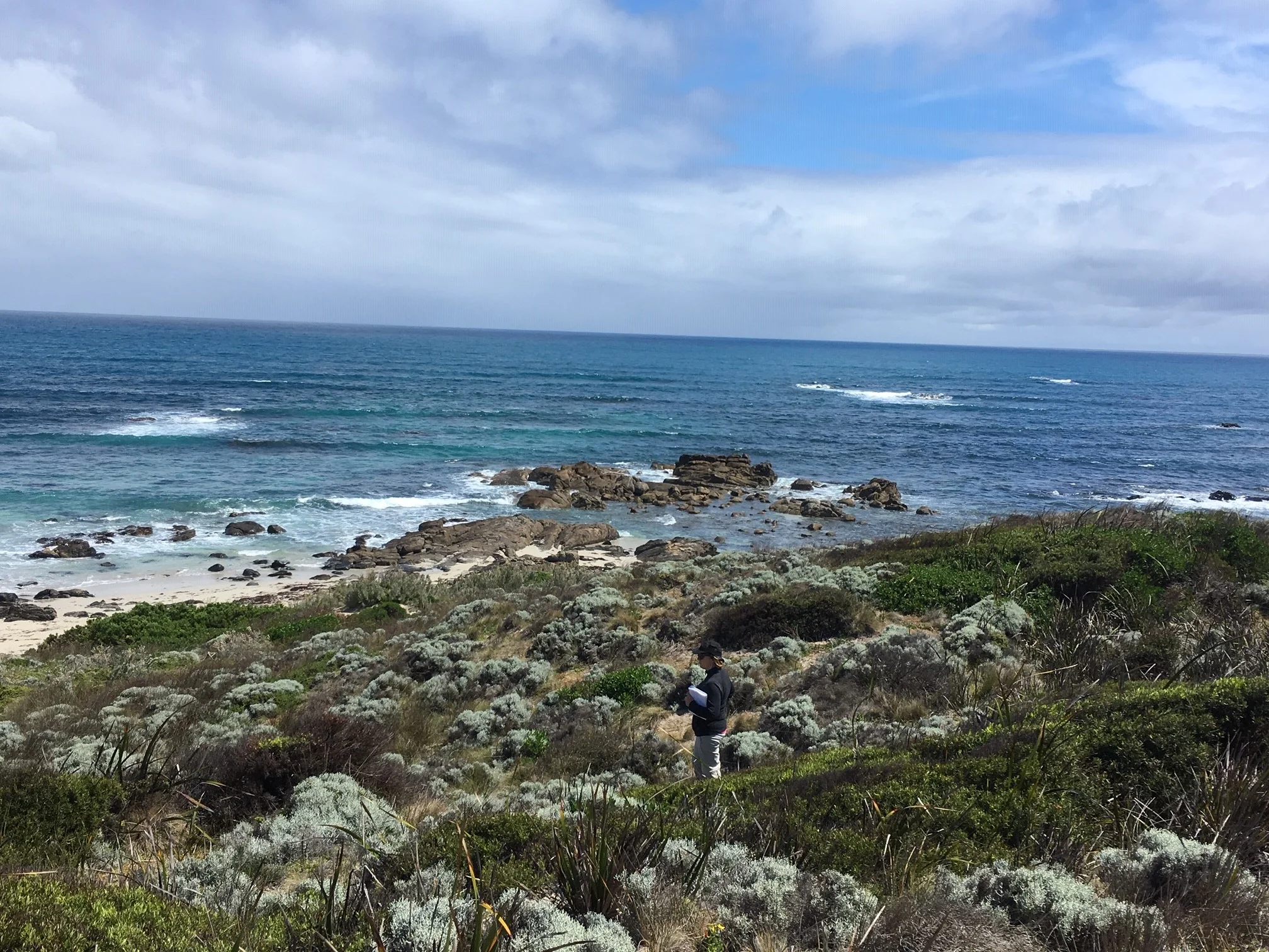 Surveying at beautiful Phoques Bay (above) and some of the non avian wildlife (below)