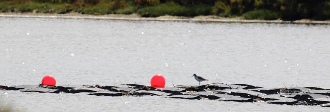 Common Greenshank on the floating roost at Spit NCR.