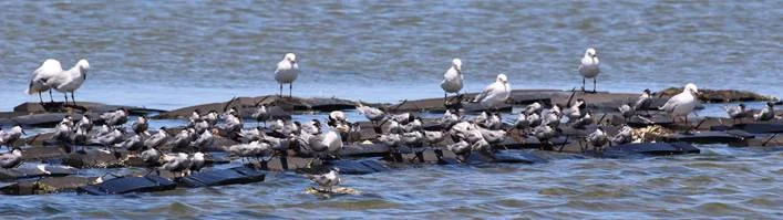 Crested and Whiskered tern, and Silver Gull on the Little River roost. Note the individual at the front on a natural floating roost created by a temporary mass Ulva bloom.