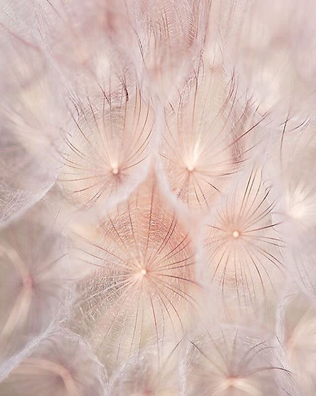 The dandelion does not stop growing because it is told it is a weed. 🌾
The dandelion does not care what others see.
It says, &ldquo;One day, they&rsquo;ll be making wishes upon me.&rdquo; | B Atkinson ✨
&lowast;
&lowast;
&lowast;
&lowast;
&lowast;
#