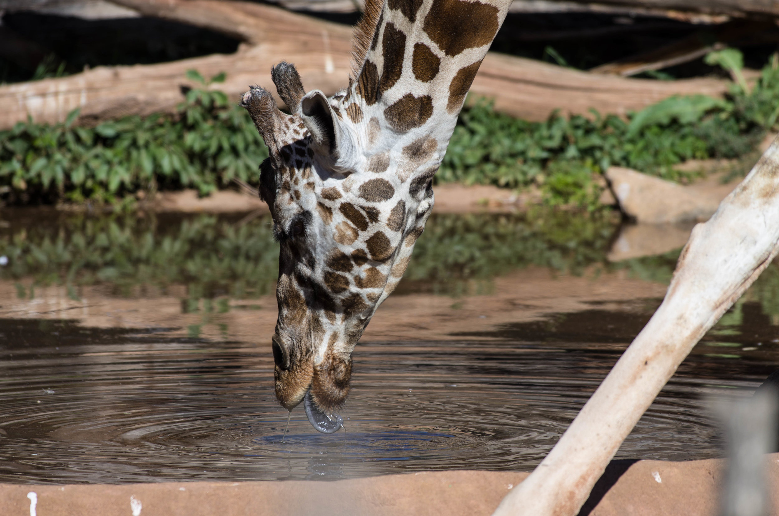 giraffe sipping