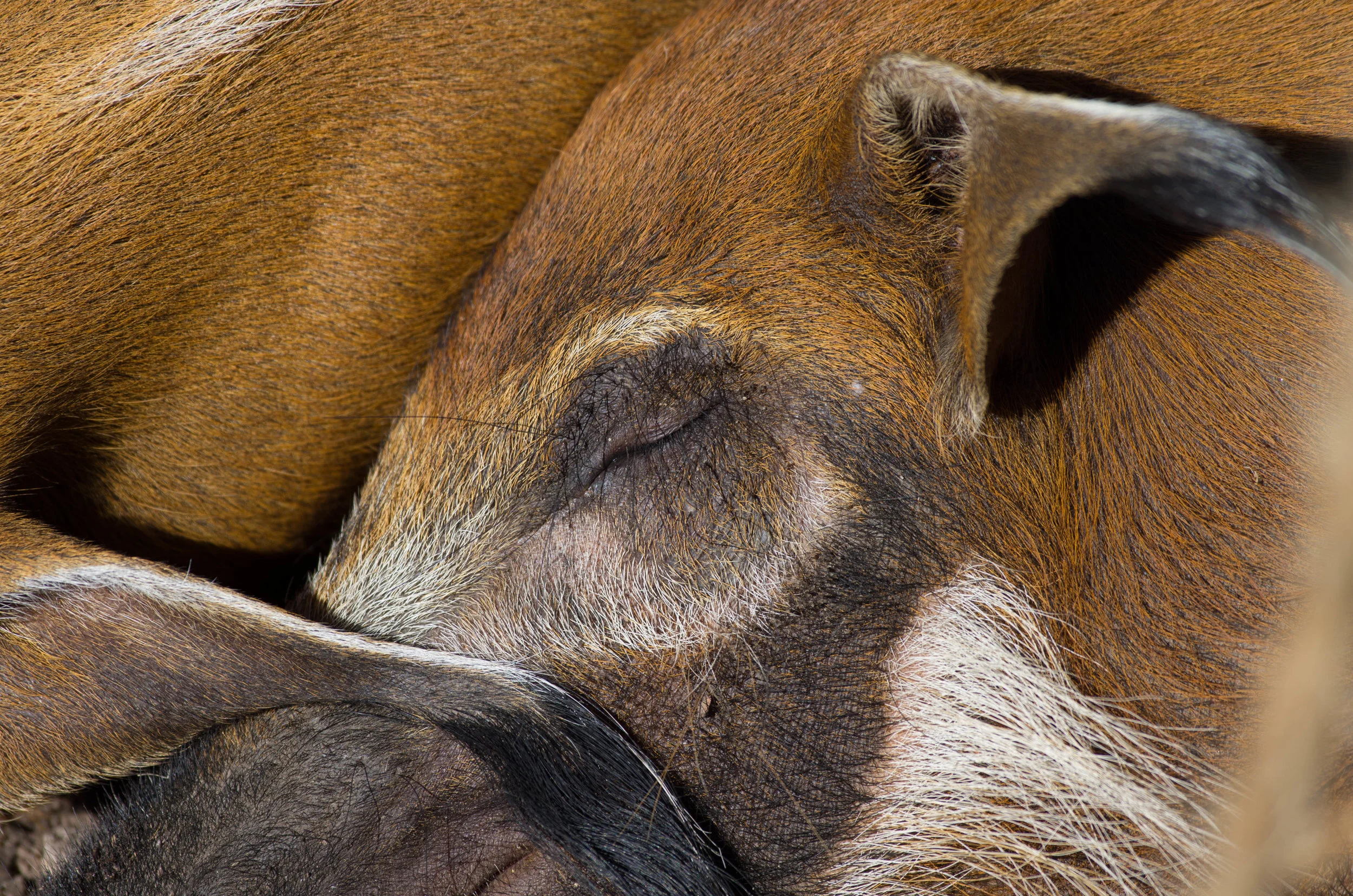 red river hog