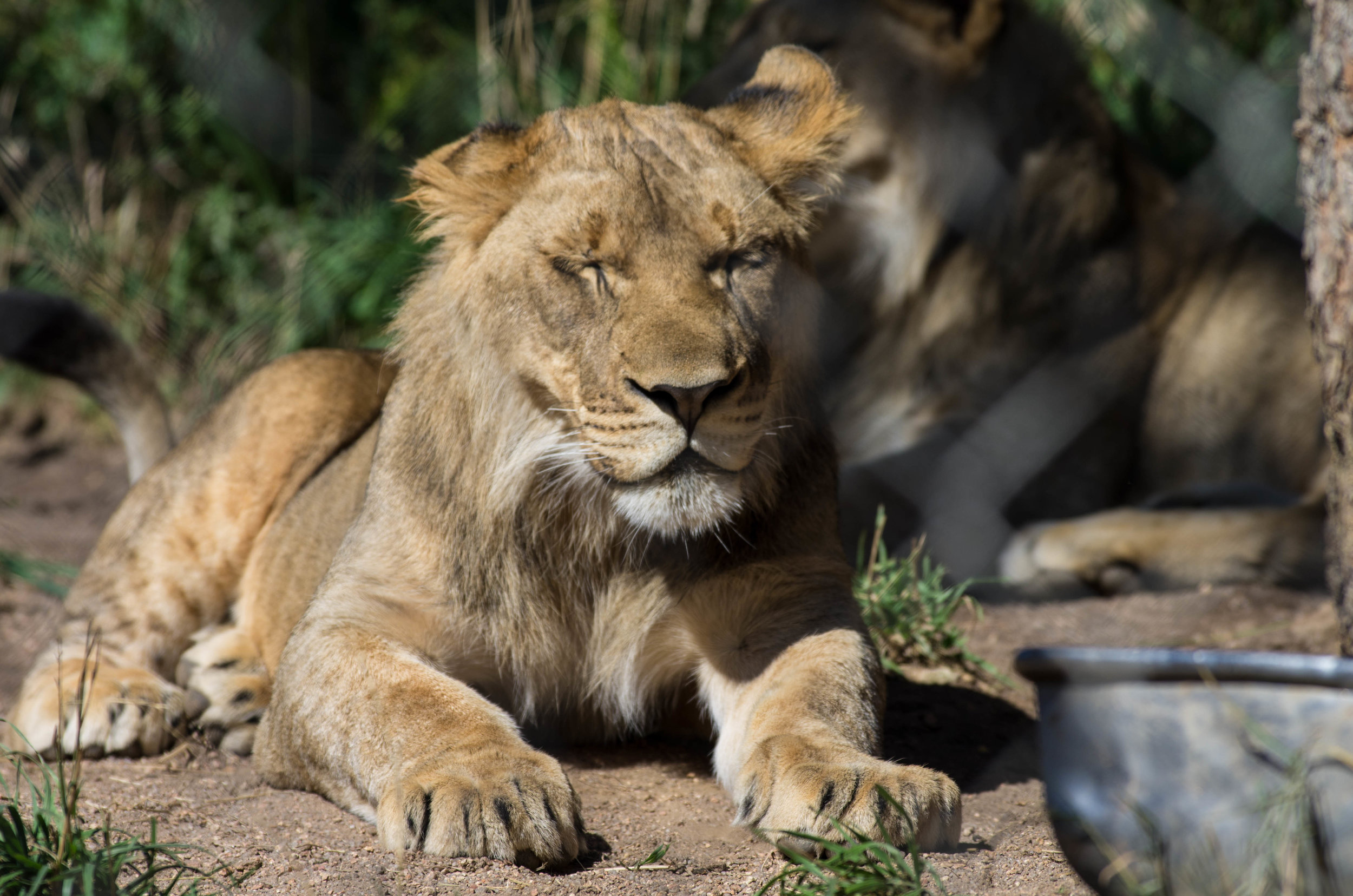 african lion cub