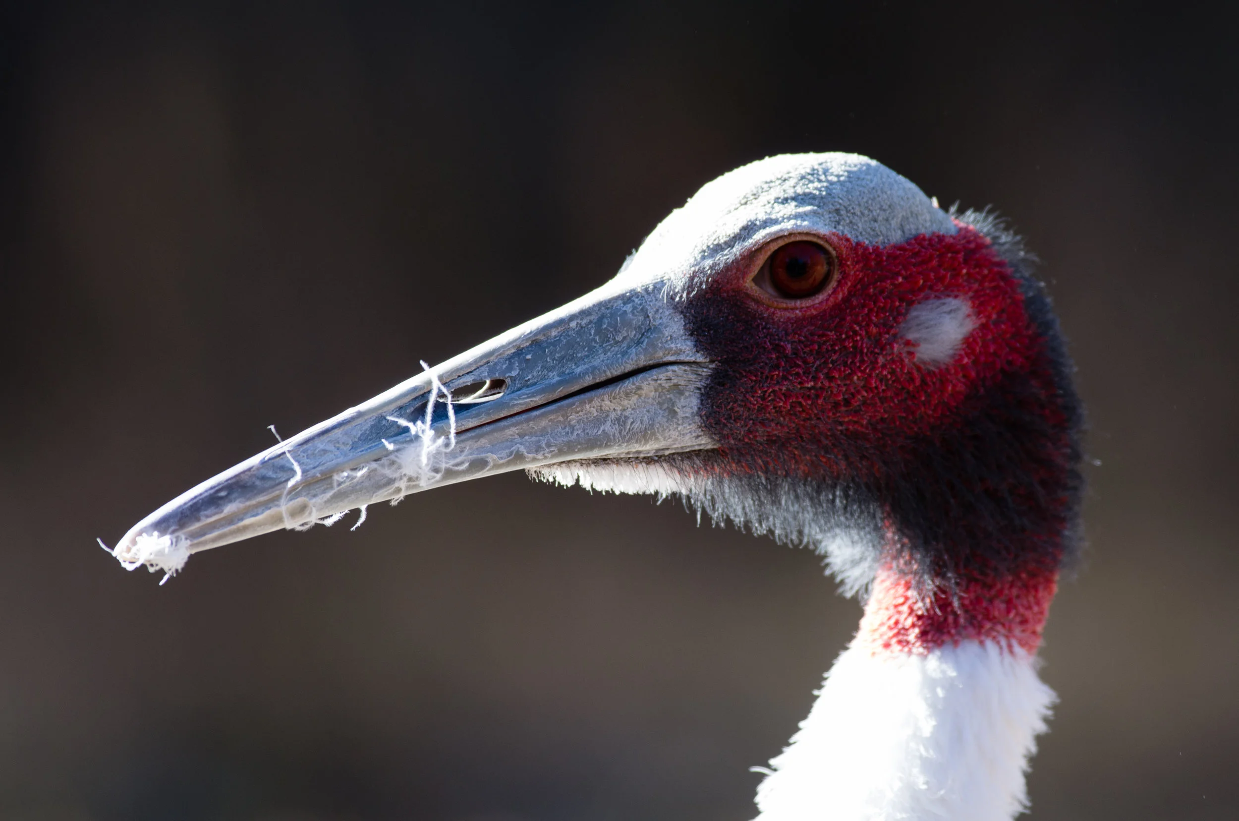 sarus crane