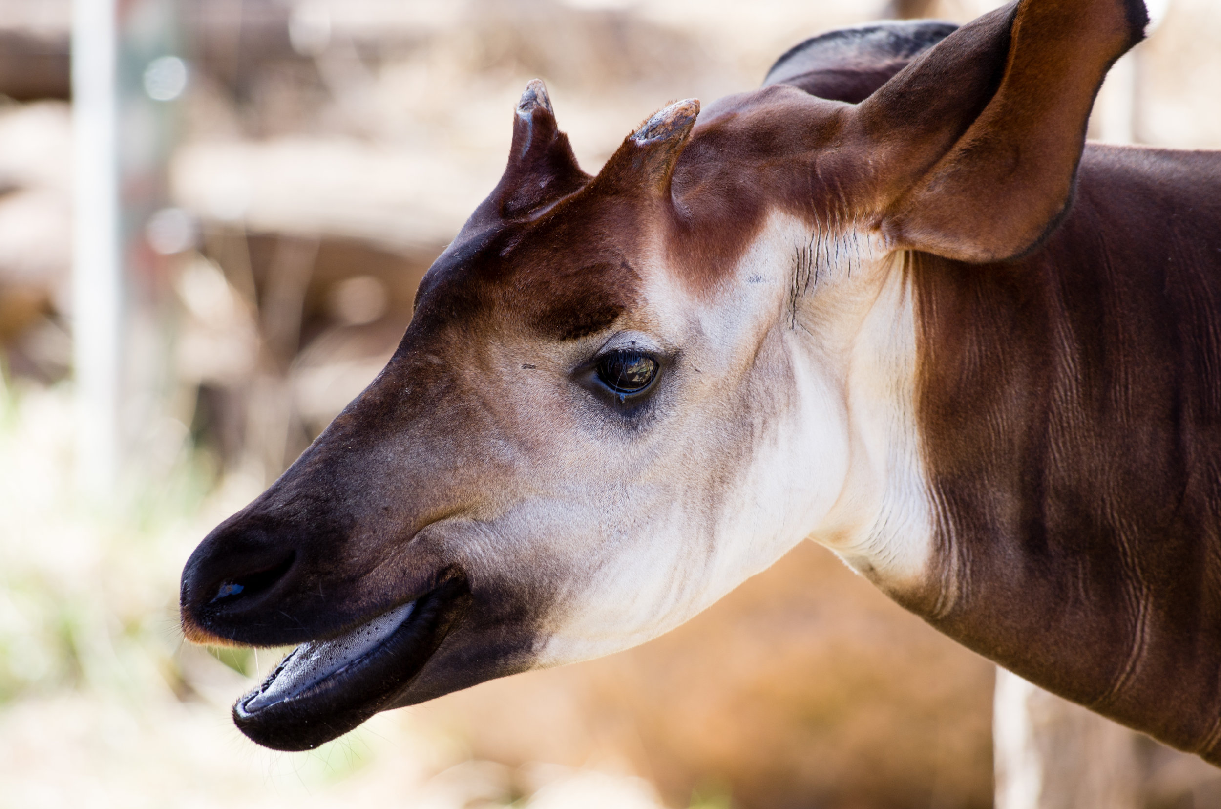 okapi!