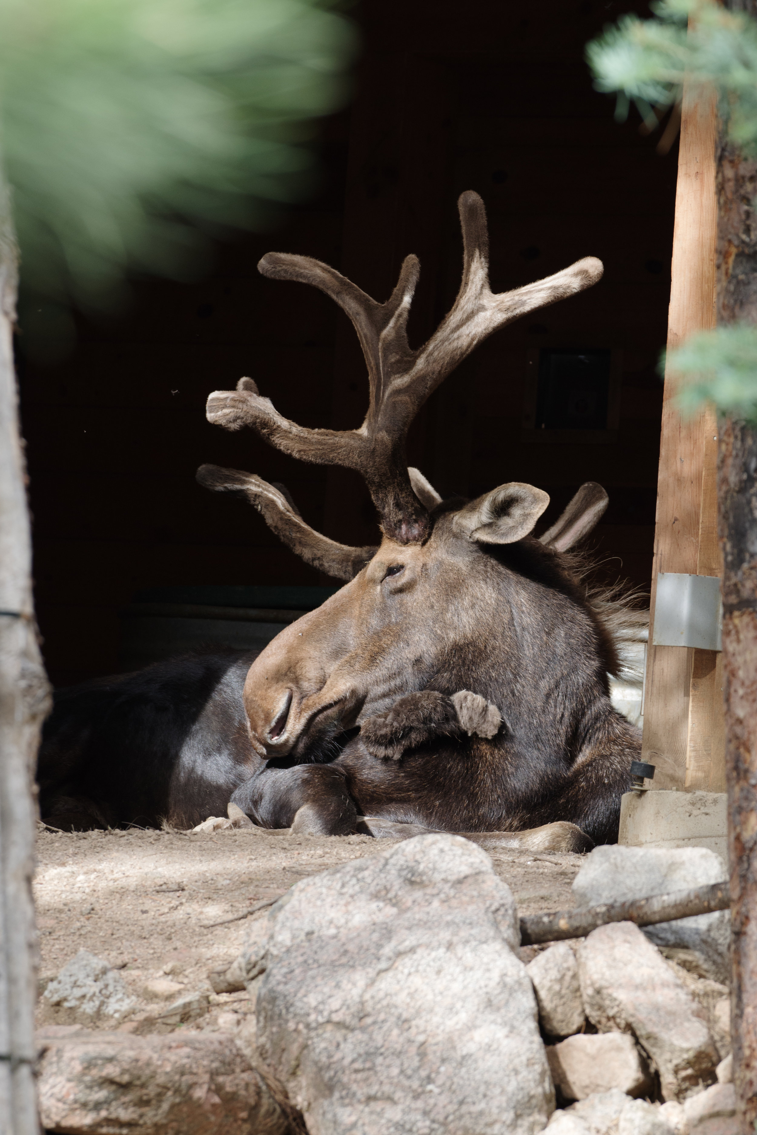 canadian moose