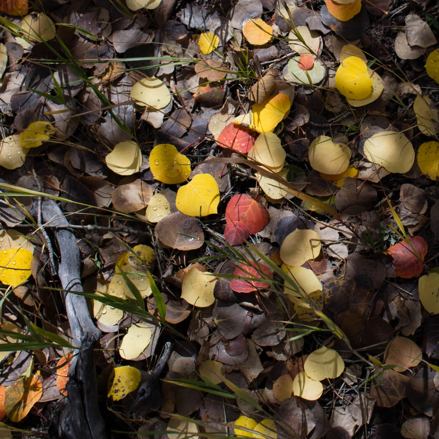 aspen leaves spent on the forest floor at the North Rim, GCNP