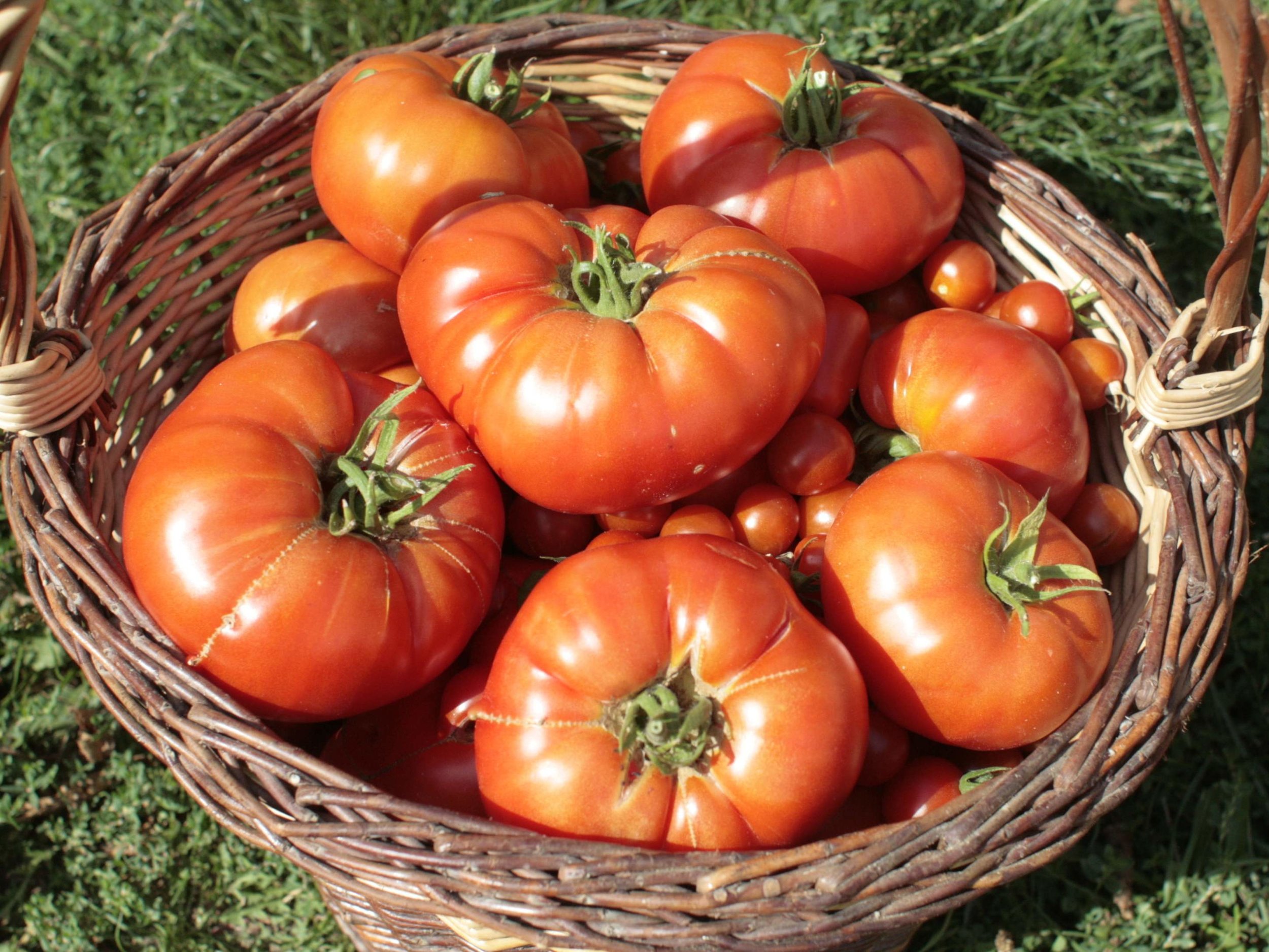 tomatoes in basket.jpg