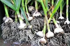 garlic.jpg
