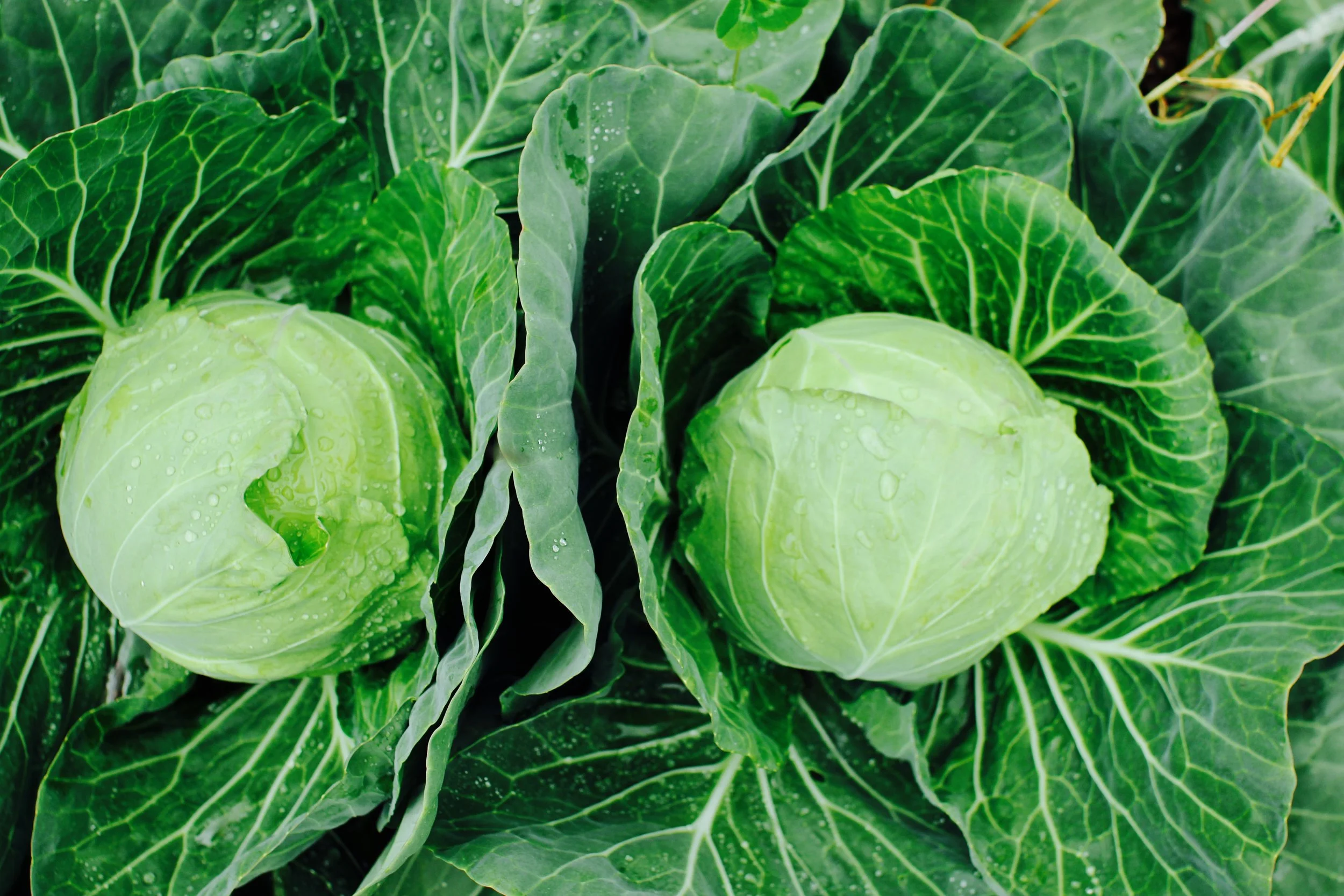 cabbage plants.jpg