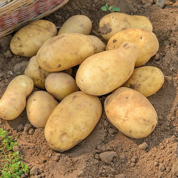 potatoes.jpg