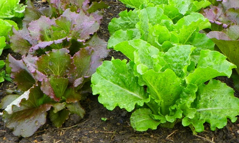 LettucePlants.jpg