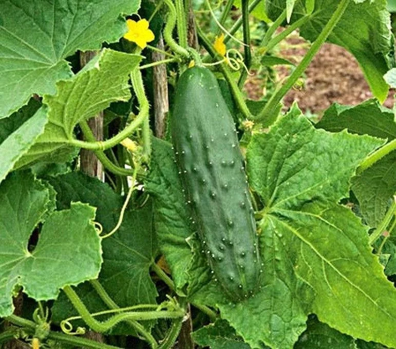 cucumber plant 02.jpg