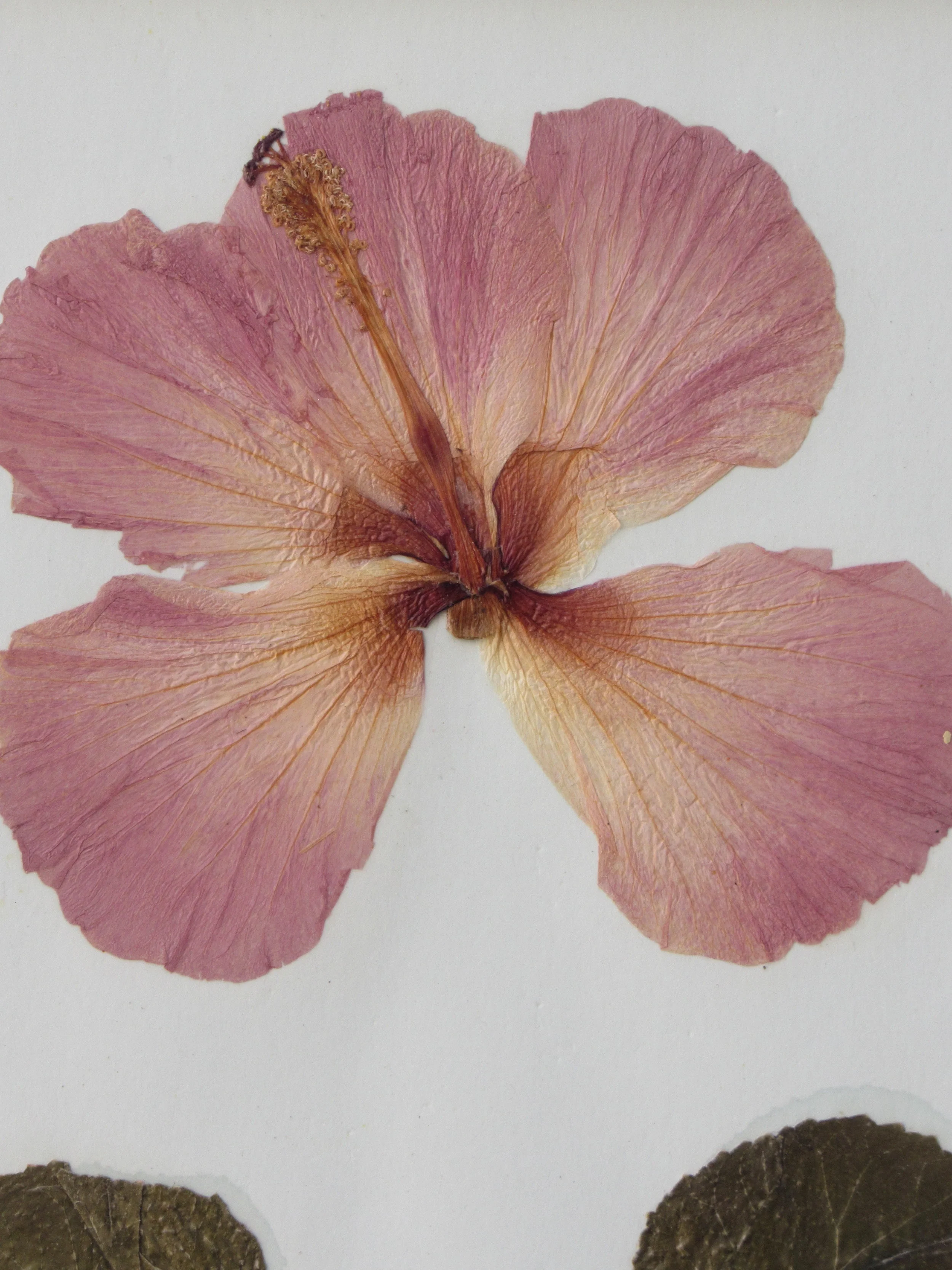 Orange Hibiscus Flower