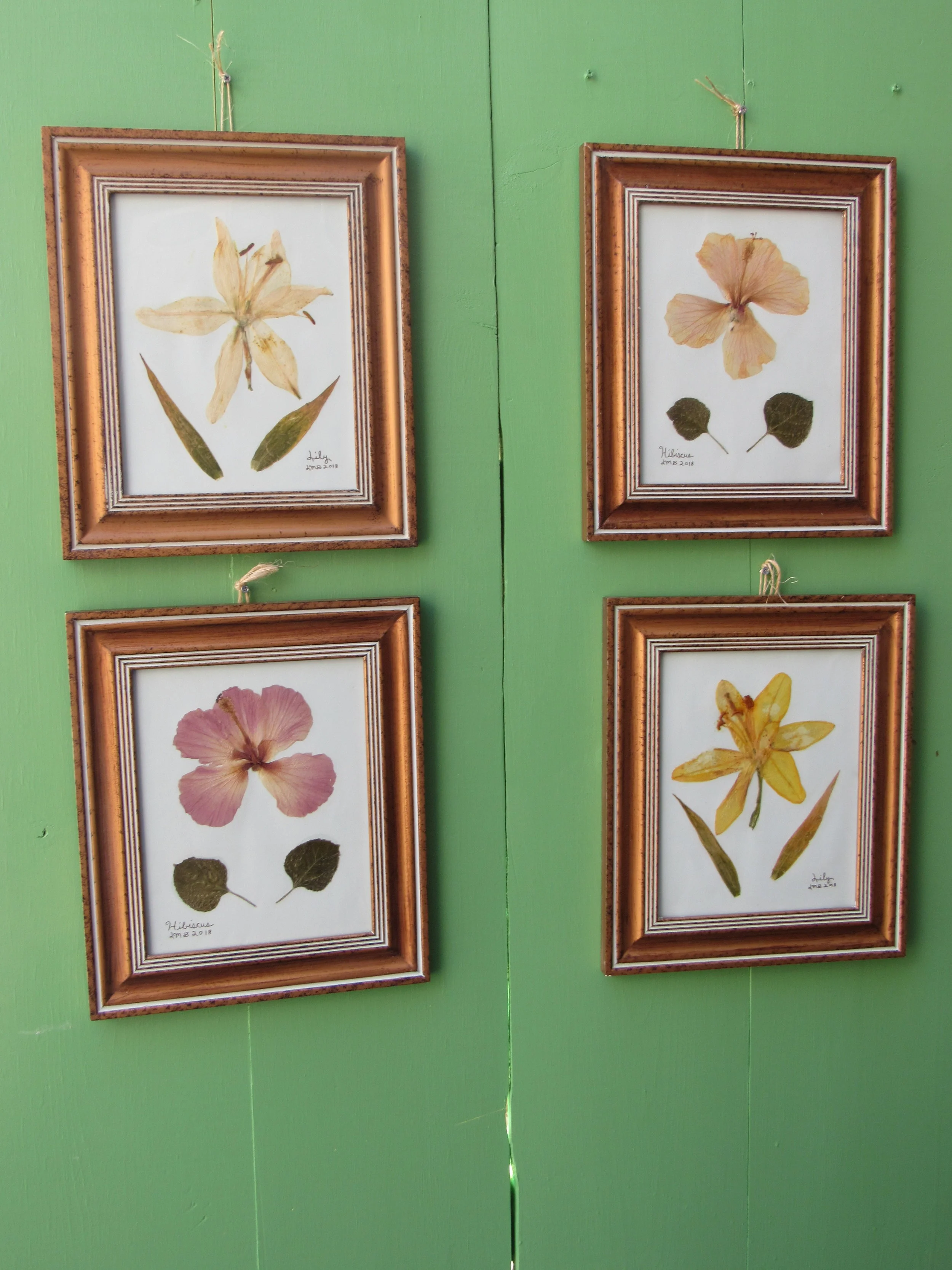 Yellow Hibiscus Flower