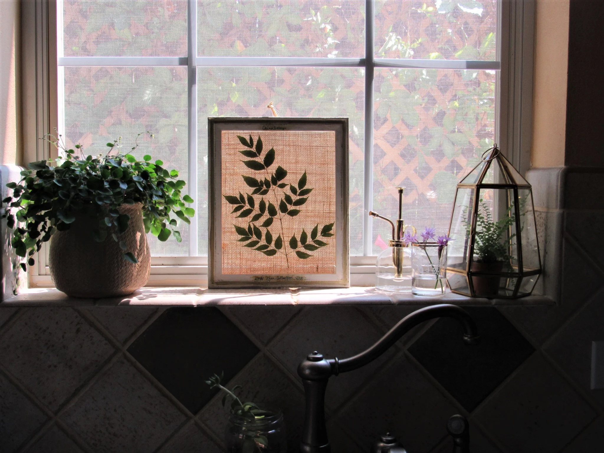  Chinaberry - LMB Tree Collection 