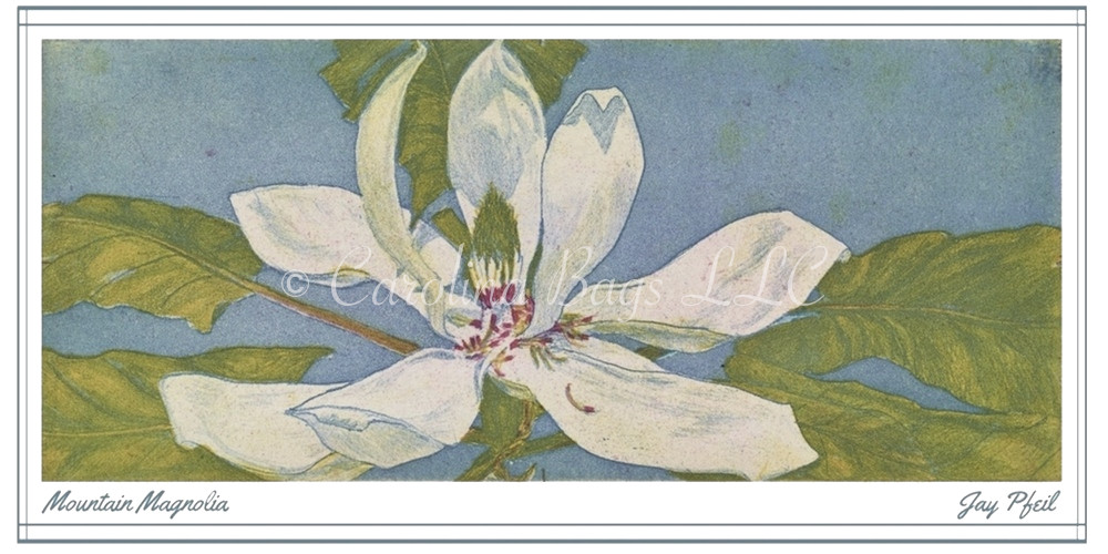 Closeup-Pfeil-MountainMagnolia.jpeg