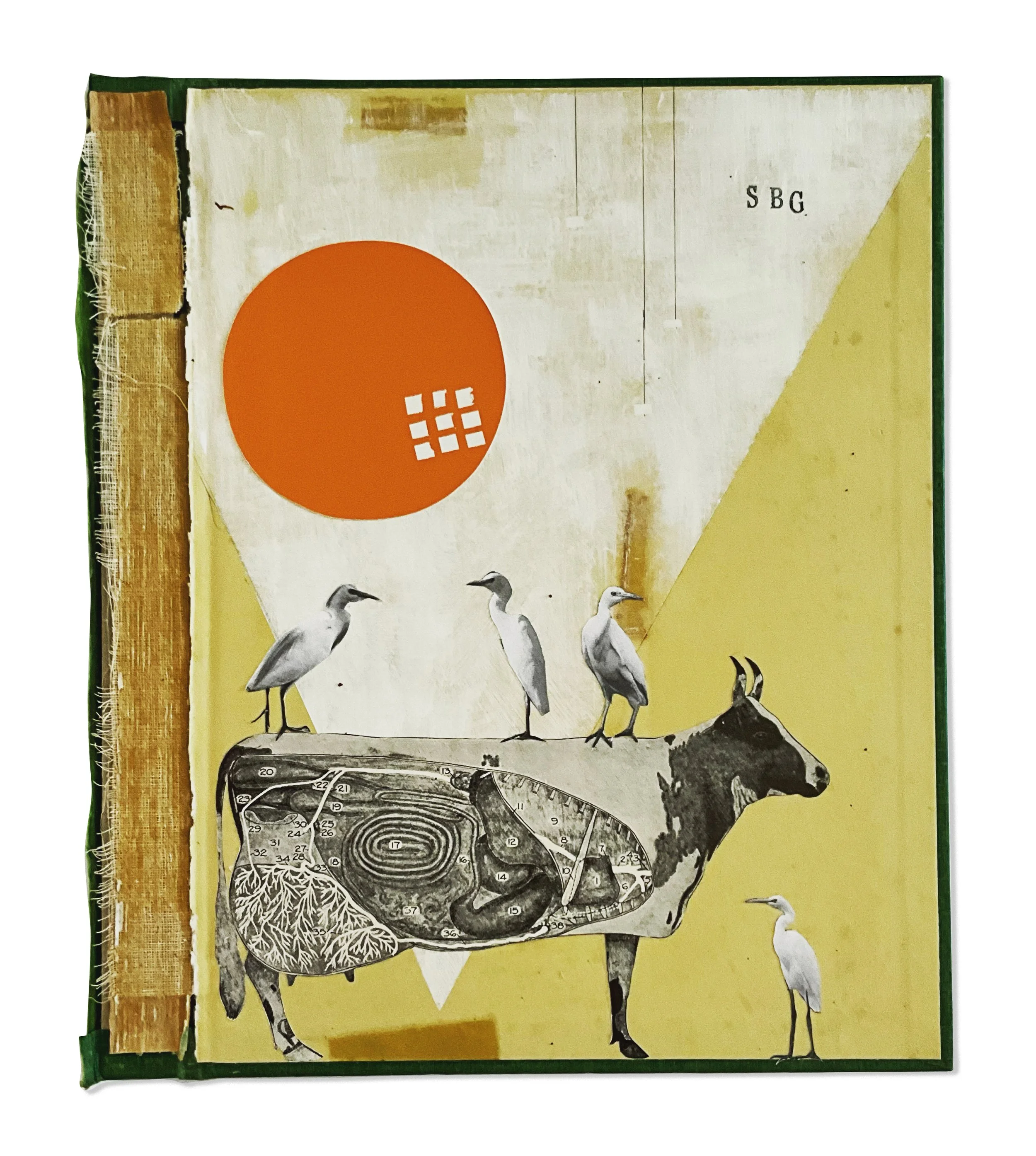 cattle egrets_cropped.jpg