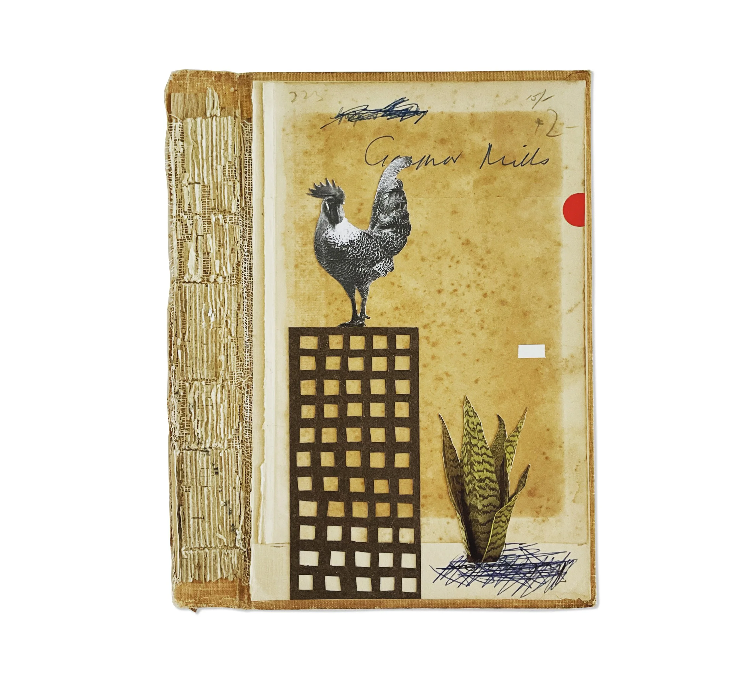 Rooster_snake plant.JPG