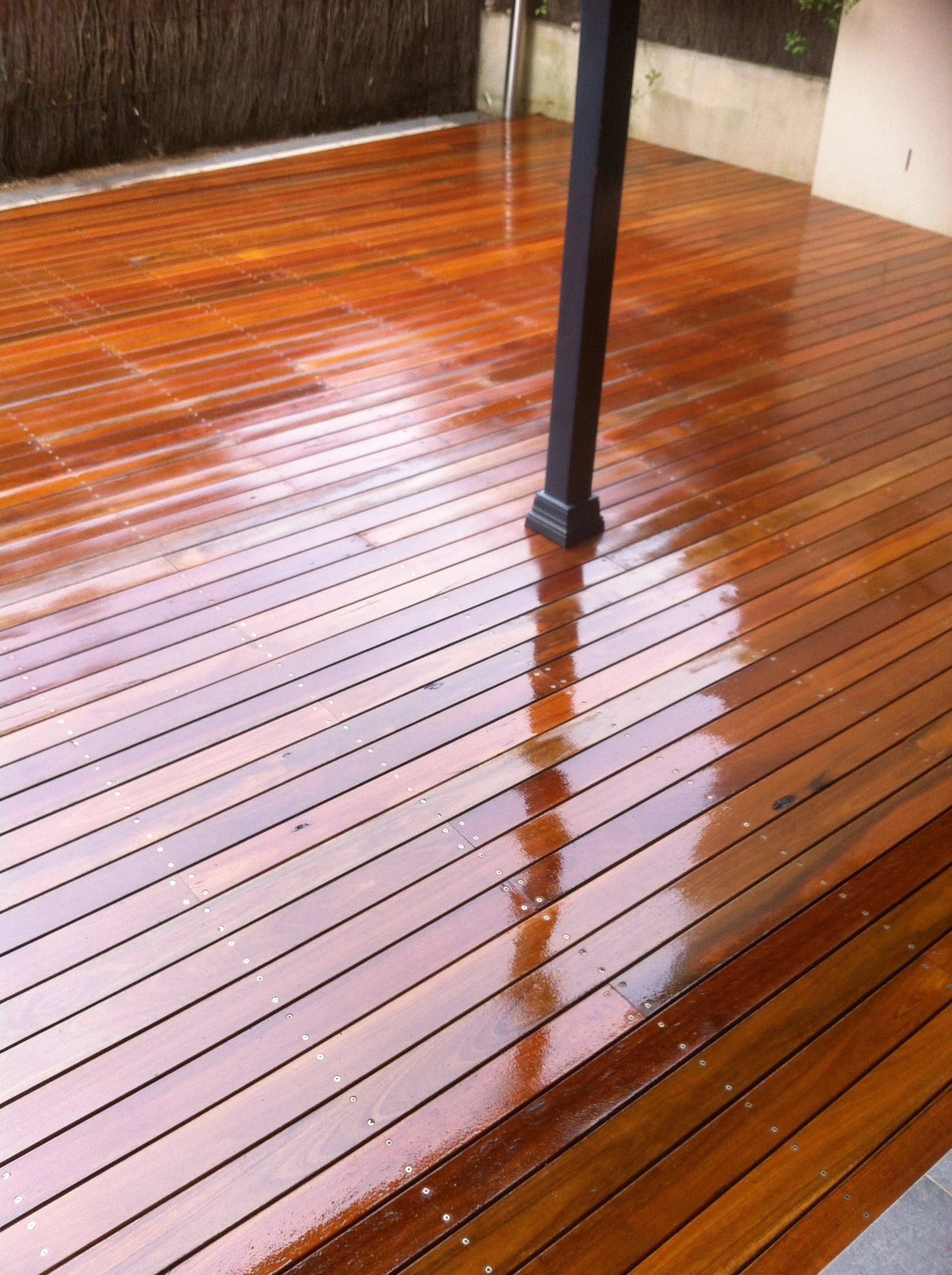 Spotted Gum 2.JPG