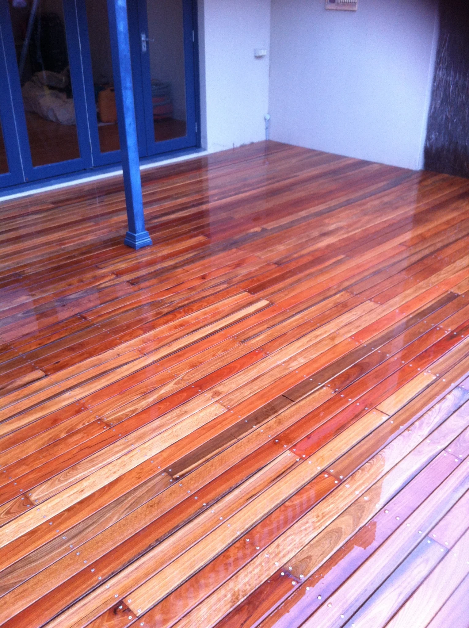 Spotted Gum.JPG