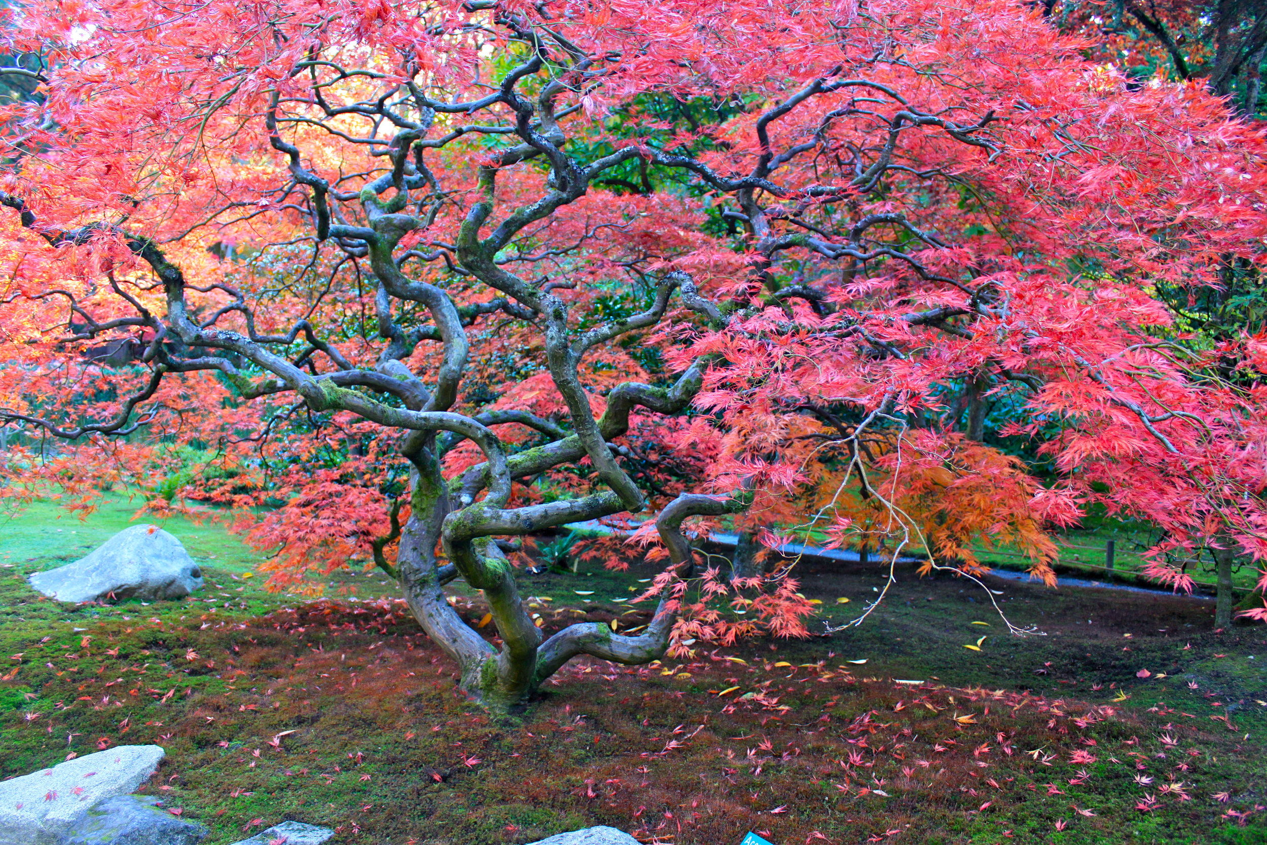 Japanese Garden 3.jpg