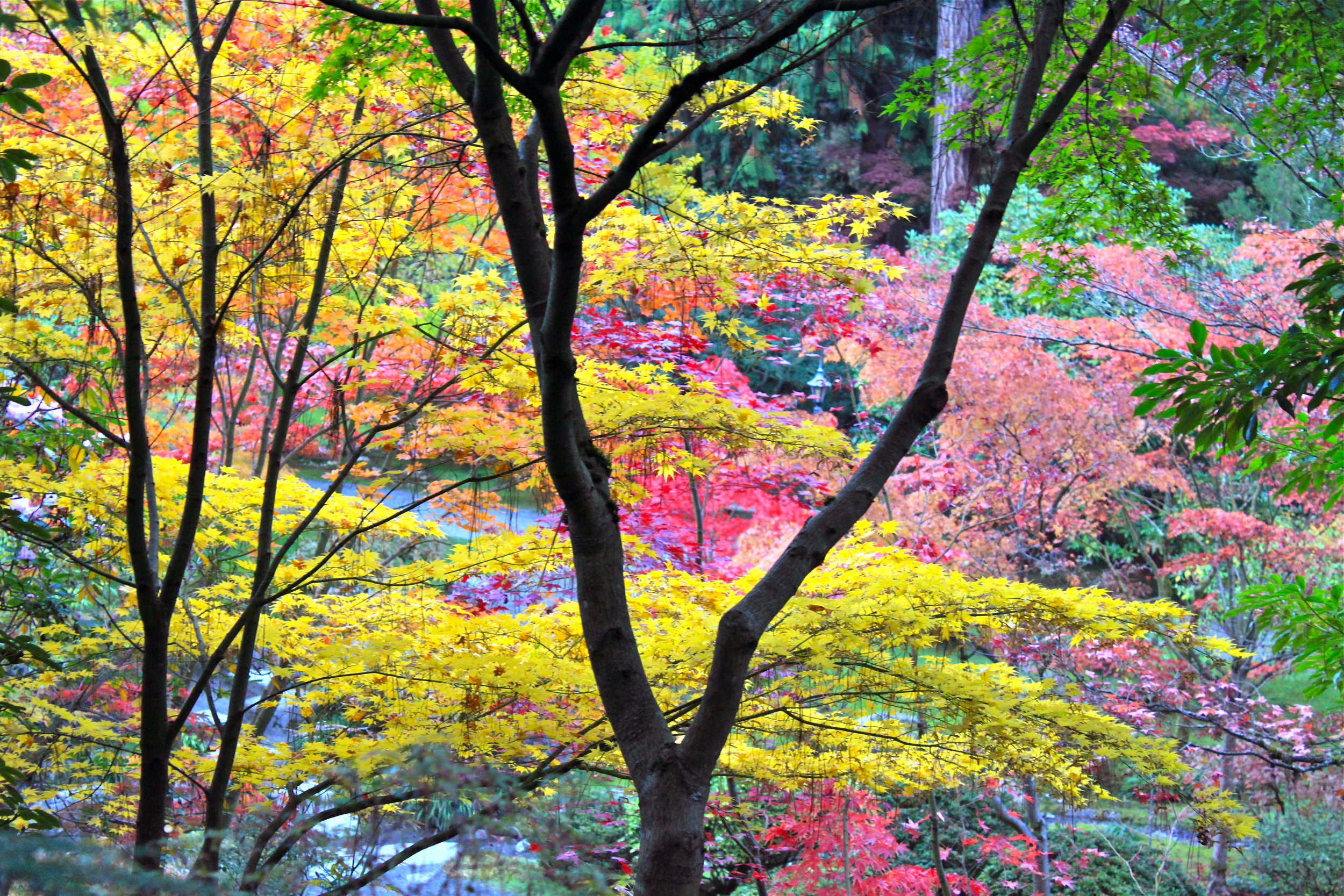 Japanese Garden 4.jpg