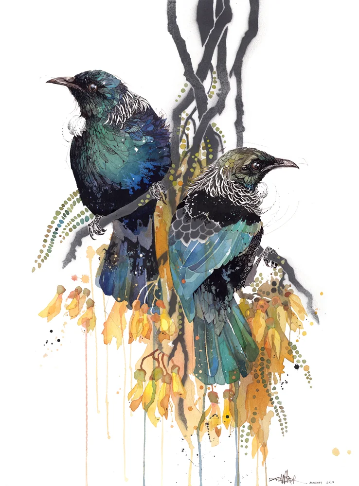 Tūī Art Prints NZ — Watercolour by Rachel Walker Wellington