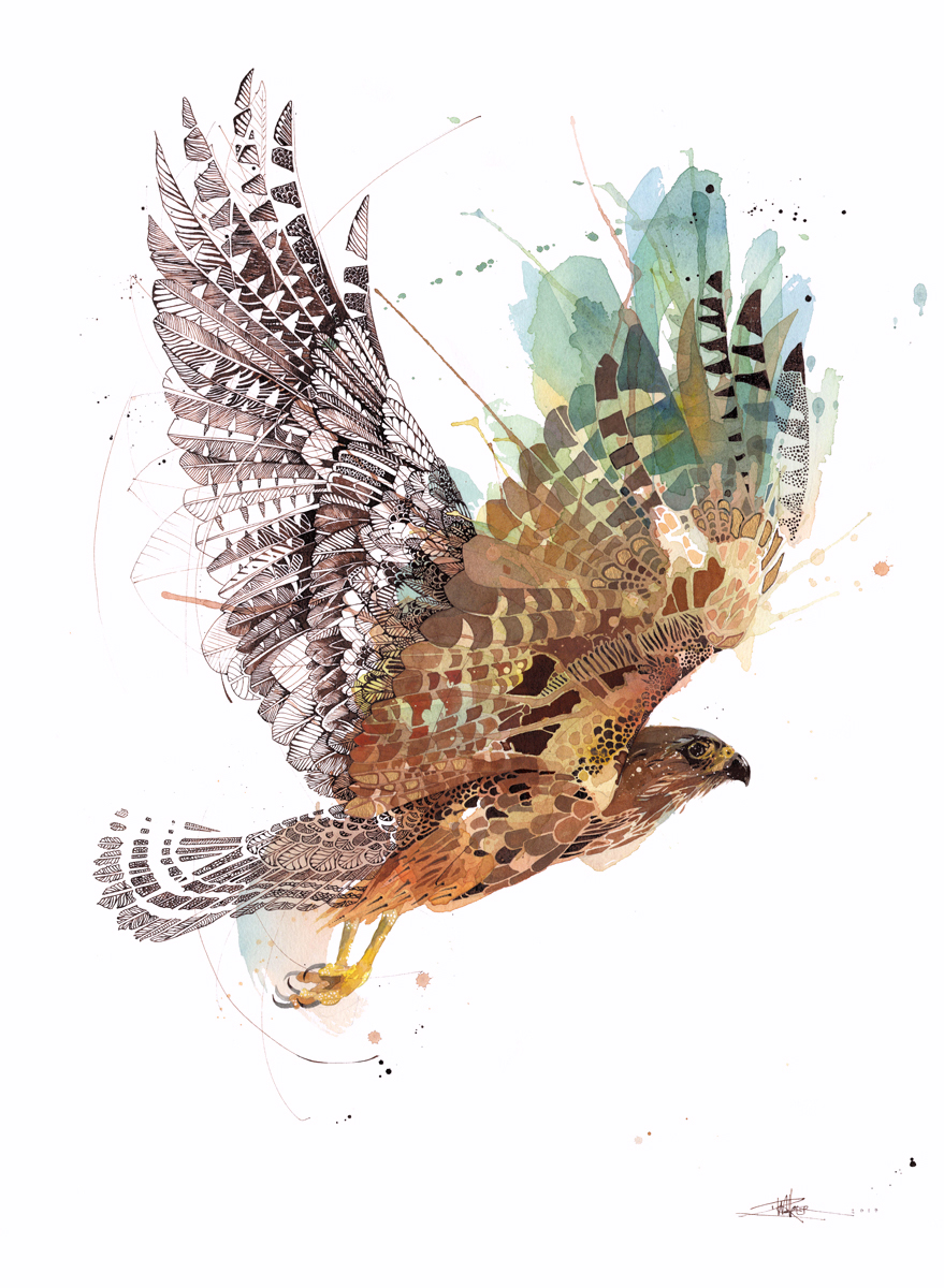 Autumn_Falcon_web.jpg