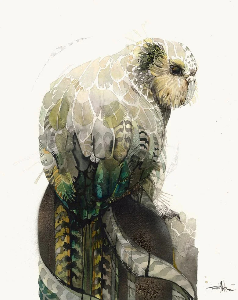 kakapo flightless parrot endangered native bird watercolour New Zealand art wall art art prints
