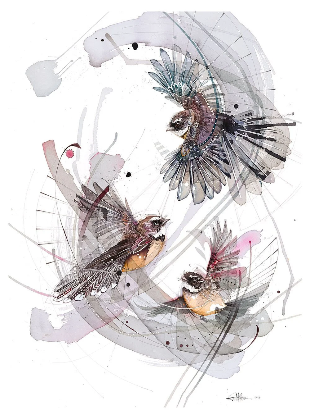 Fantail / Piwakawaka New Zealand native bird watercolour art prints by Rachel Walker Wellington