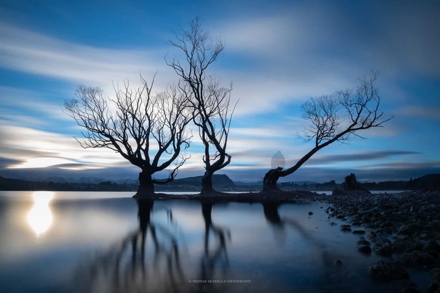 3-tree.jpg