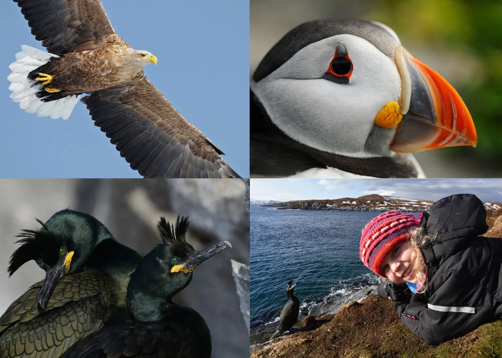 Hornøya bird cliff outside Vardø is one of Europe's hottest natural attractions.