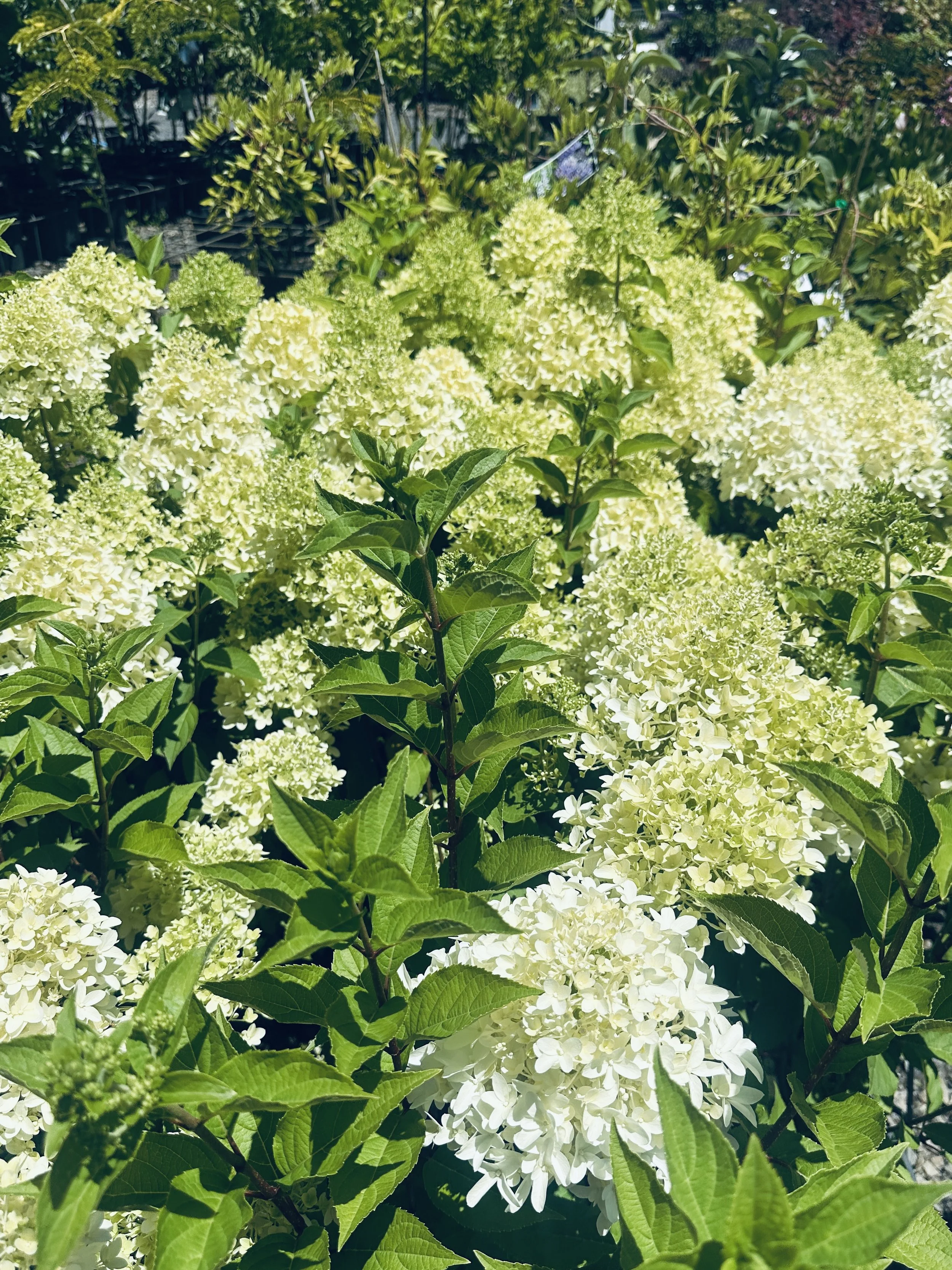 Hydrangeas.jpg