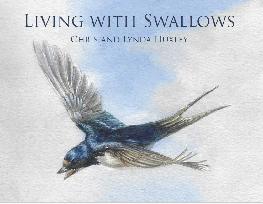 Living With Swallows